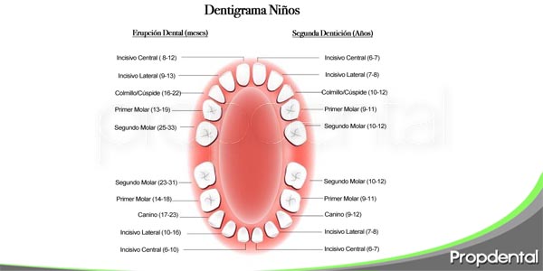 Cuándo Salen Los Primeros Dientes?