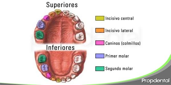 La Importancia De Los Dientes De Leche